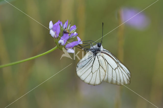 Groot geaderd witje (Aporia crataegi)