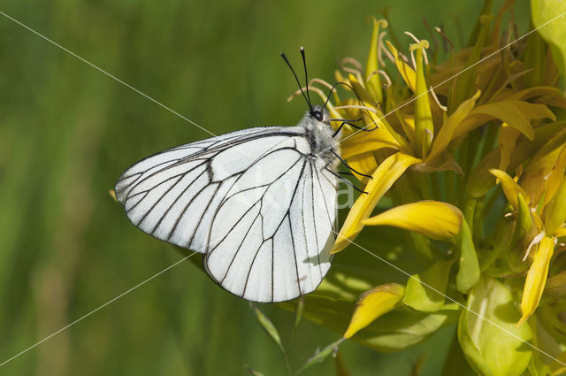 Black-veined White (Aporia crataegi)