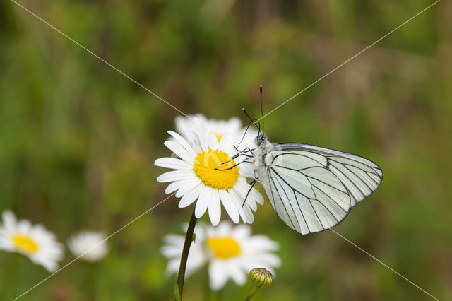 Groot geaderd witje (Aporia crataegi)