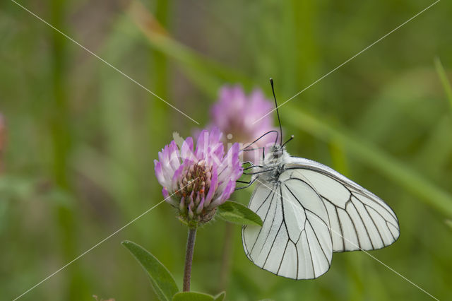 Black-veined White (Aporia crataegi)