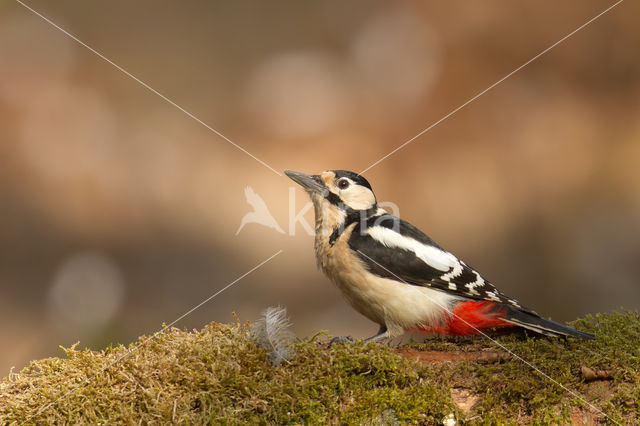 Great Spotted Woodpecker (Dendrocopos major)