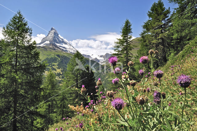 Greater Knapweed (Centaurea scabiosa)