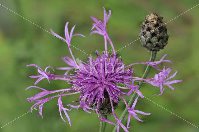 Greater Knapweed (Centaurea scabiosa)