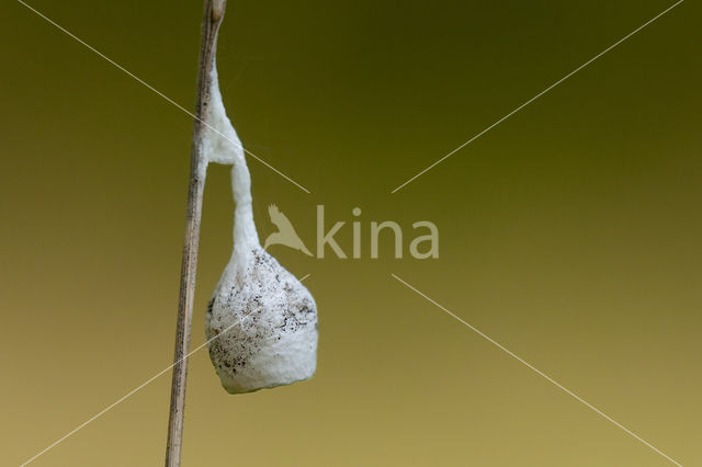 running foliage spider (Agroeca brunnea)