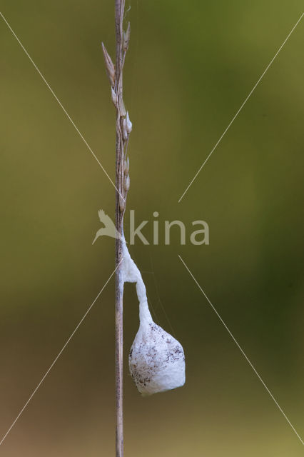 Grote lantaarnspin (Agroeca brunnea)