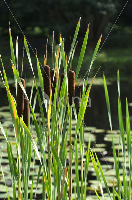 Grote lisdodde (Typha latifolia)