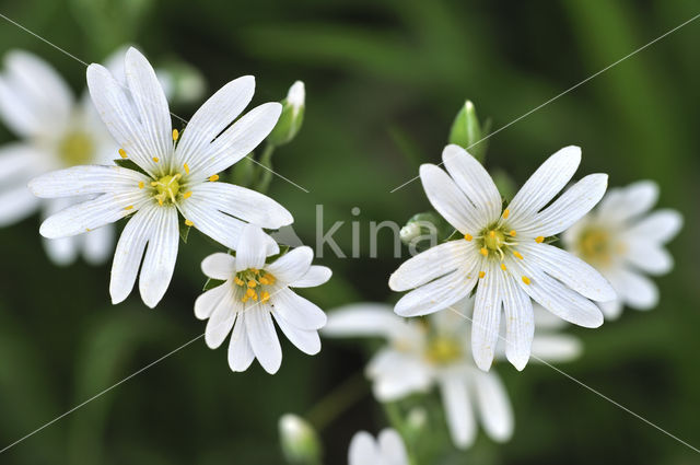 Greater Stitchwort (Stellaria holostea)