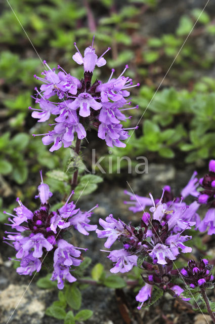 Large Thyme (Thymus pulegioides)