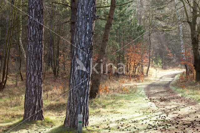 Scots Pine (Pinus sylvestris)