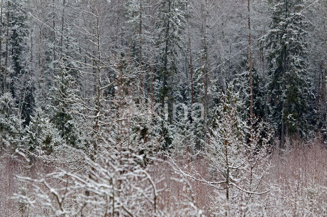 Grove den (Pinus sylvestris)