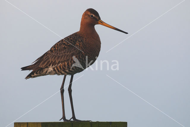 Black-tailed Godwit (Limosa limosa)