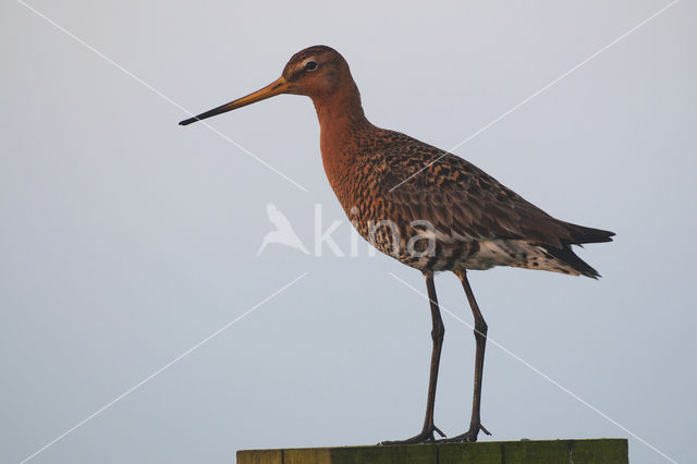 Black-tailed Godwit (Limosa limosa)
