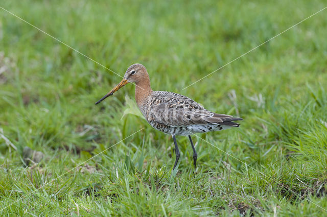 Black-tailed Godwit (Limosa limosa)