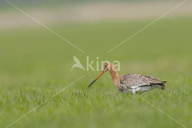 Black-tailed Godwit (Limosa limosa)