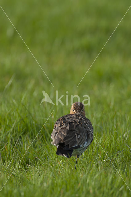 Black-tailed Godwit (Limosa limosa)