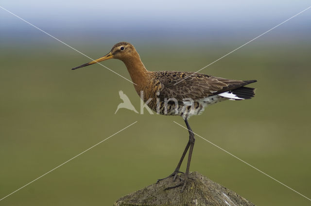 Black-tailed Godwit (Limosa limosa)