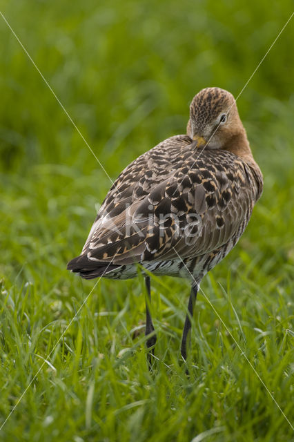 Black-tailed Godwit (Limosa limosa)