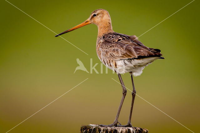 Grutto (Limosa limosa)