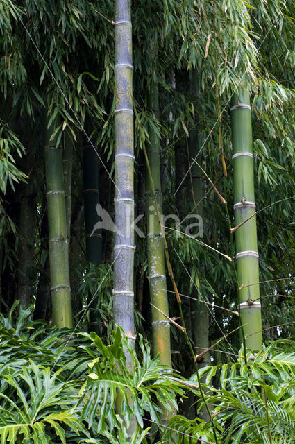 Guadua Bamboo (Guadua angustifolia)