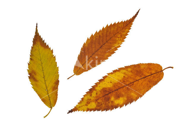 Hornbeam maple (Acer carpinifolium)