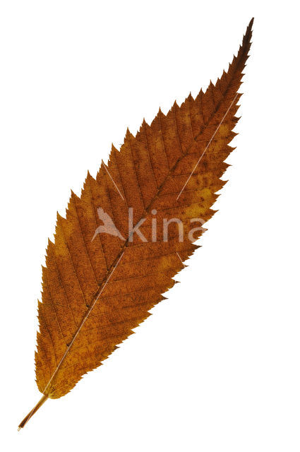 Hornbeam maple (Acer carpinifolium)