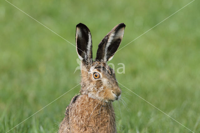 Brown Hare (Lepus europaeus)