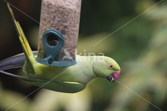Rose-ringed Parakeet (Psittacula krameri)