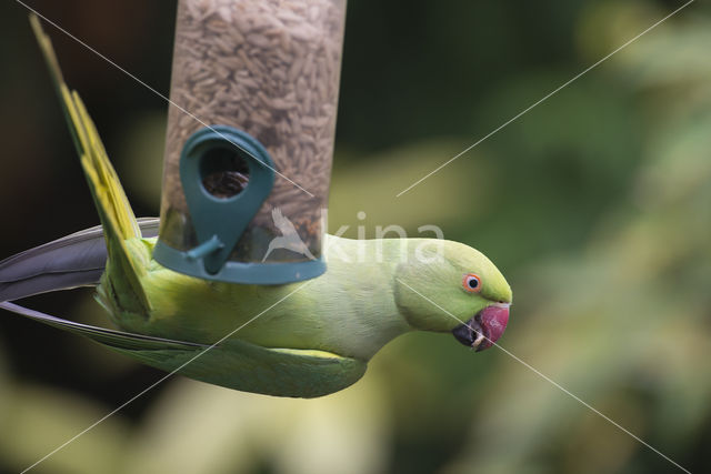 Halsbandparkiet (Psittacula krameri)