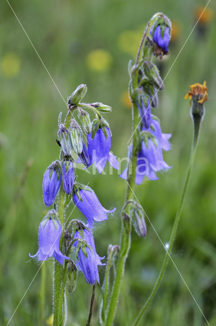 Bearded Bellflower (Campanula barbata)