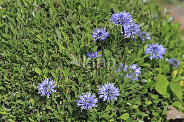 Globe Daisy (Globularia cordifolia)