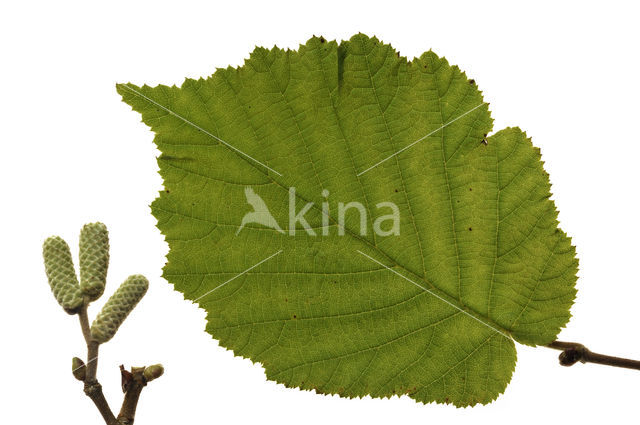 Hazel (Corylus avellana)