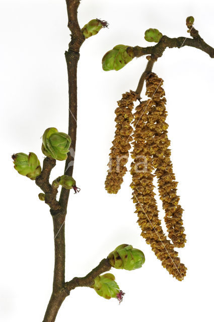 Hazelaar (Corylus avellana)