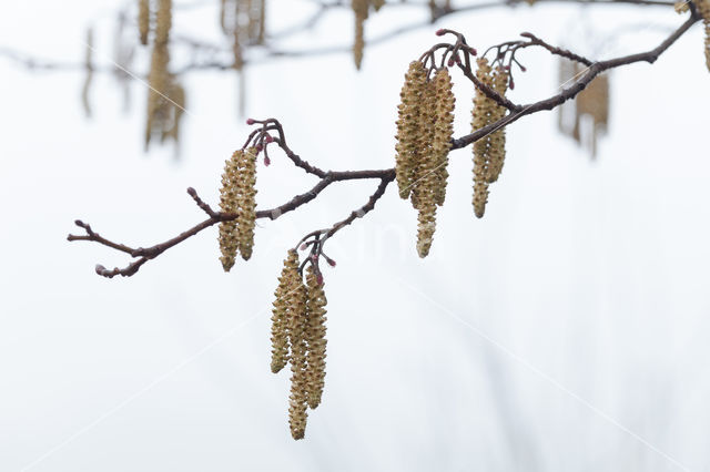 Hazelaar (Corylus avellana)