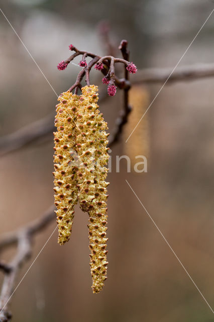 Hazelaar (Corylus avellana)