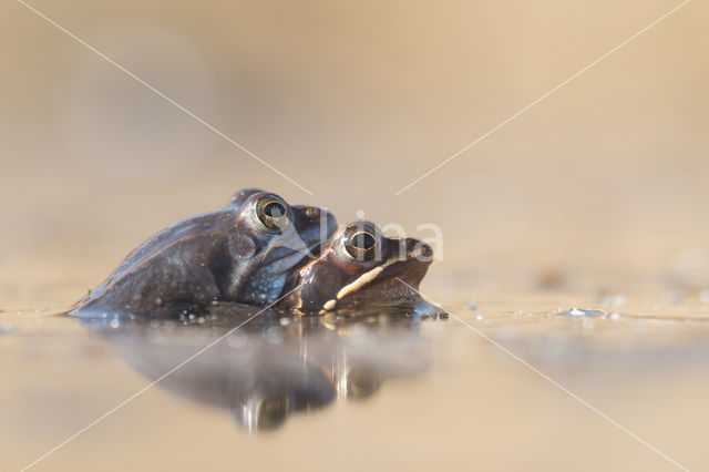 Heikikker (Rana arvalis)