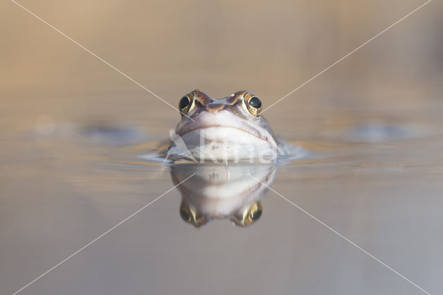 Heikikker (Rana arvalis)