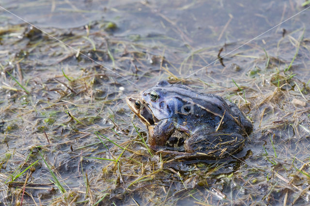 Heikikker (Rana arvalis)