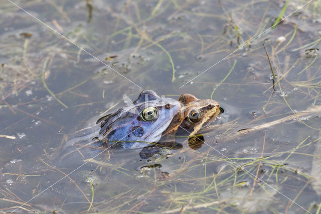 Moor Frog (Rana arvalis)