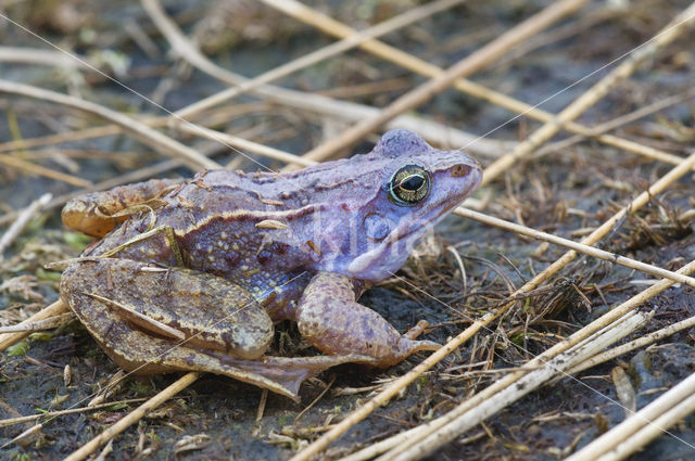 Heikikker (Rana arvalis)