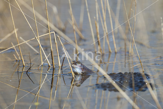 Heikikker (Rana arvalis)