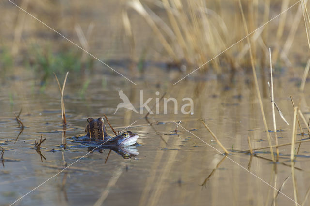 Heikikker (Rana arvalis)