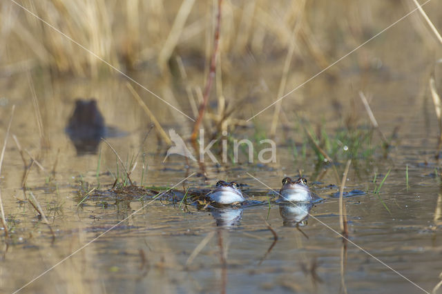 Moor Frog (Rana arvalis)