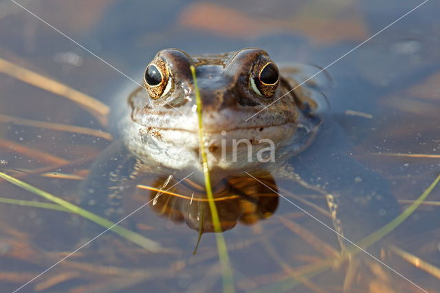 Heikikker (Rana arvalis)