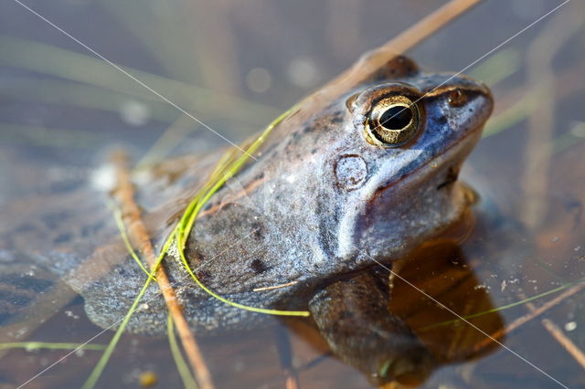 Heikikker (Rana arvalis)