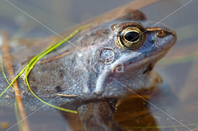 Heikikker (Rana arvalis)