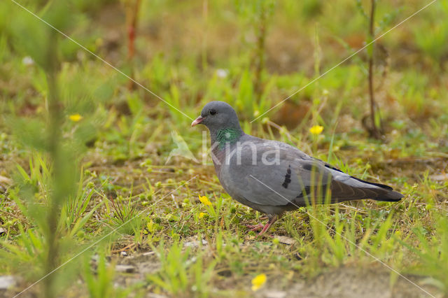 Stock Dove (Columba oenas)