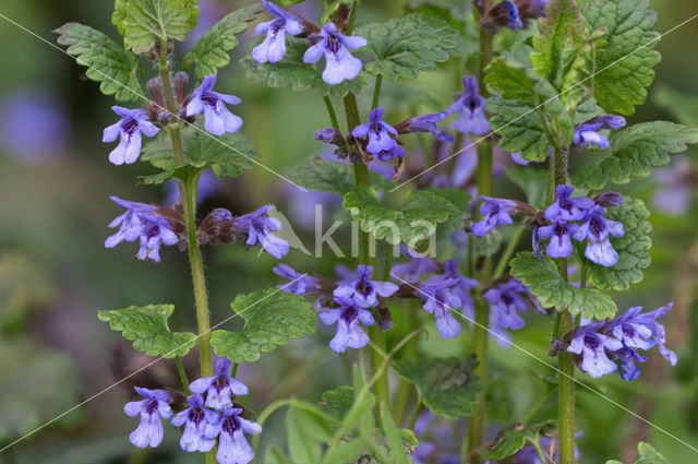 Hondsdraf (Glechoma hederacea)