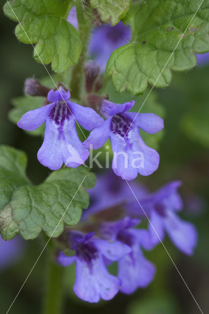 Ground Ivy (Glechoma hederacea)