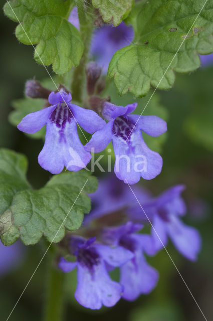 Hondsdraf (Glechoma hederacea)