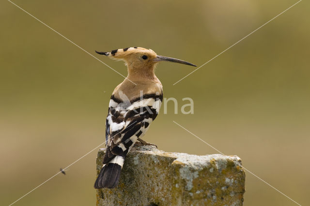 Hoopoe (Upupa epops)